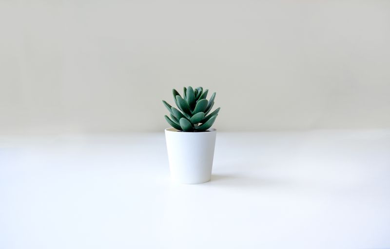 Plante verte Interflora plante d'intérieur